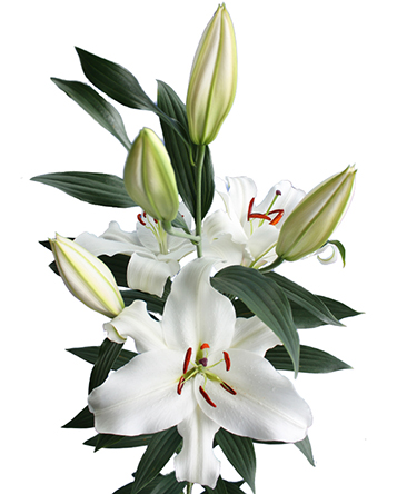 Lily Oriental / OT White | Expoflora